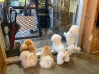 더왈츠 앤 조이피아 강남