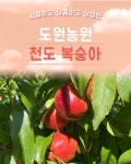 복스런숭아 도원농원