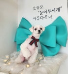 눈이부시개