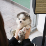 유어펫 강아지분양 고양이분양 일산본점