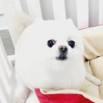 우리몽
