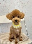 멍그라미