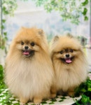 올리스24 일산백석점