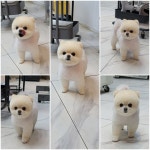 올댓독애견미용실