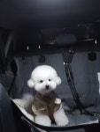 가자펫택시