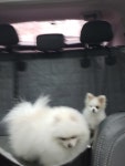 가자펫택시