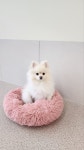 댕그레 애견유치원 & 애견호텔