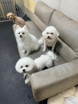 멍스가든 강아지유치원