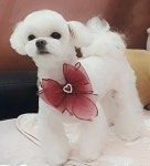 예쁘개해줄개