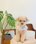 몽발관