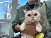 마곡 고양이 미용 호텔 마고미