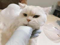 마곡 고양이 미용 호텔 마고미