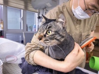 마곡 고양이 미용 호텔 마고미