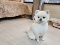 뉴독