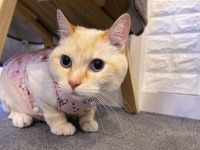 마곡 고양이 미용 호텔 마고미