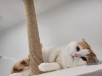 장화신은 고양이 호텔&미용실