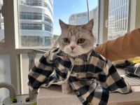 마곡 고양이 미용 호텔 마고미