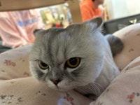 마곡 고양이 미용 호텔 마고미