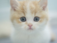 대구고양이분양 도로시펫