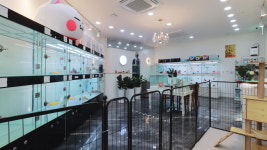 행복만개 강아지분양 고양이분양 인천본점