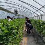 아침애딸기농장