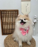 멍뭉펫 유치원