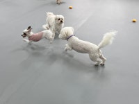 등교하댕 애견유치원 & 교육센터