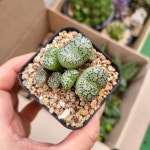 엉터리다육맘농원