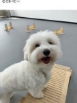 멍뭉펫 유치원