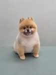 김가네 산호참숯불아나고곰장어