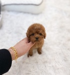 강아지분양 애견분양 퍼피플라워 하남점