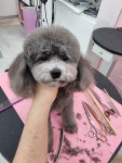 멍미뇽