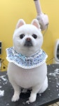 해피댕댕이