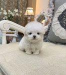 지니퍼피 의정부 애견샵