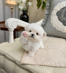 지니퍼피 의정부 애견샵