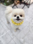 나나펫