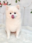 뽀벨그루밍