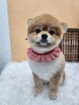 나나펫