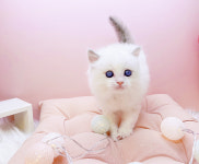 미유펫대구 강아지분양고양이분양 도그플러스동물병원