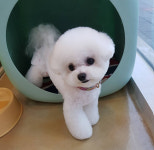 몽플러피