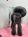 몽플러피