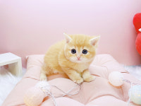 미유펫대구 강아지분양고양이분양 도그플러스동물병원