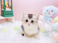 미유펫대구 강아지분양고양이분양 도그플러스동물병원