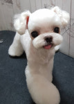 몽플러피
