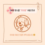 902댕스쿨 애견유치원 애견호텔