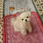 몽플러피