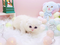 미유펫대구 강아지분양고양이분양 도그플러스동물병원