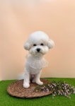 예쁠수밖개