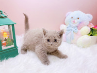 미유펫대구 강아지분양고양이분양 도그플러스동물병원