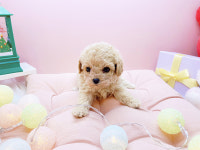 미유펫대구 강아지분양고양이분양 도그플러스동물병원